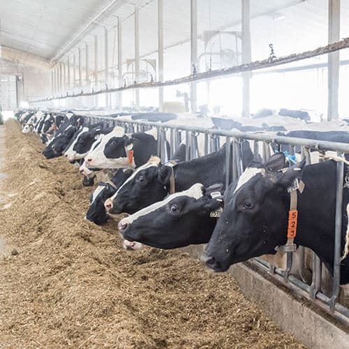 Genetic Tool for Feed Efficiency Coming in December