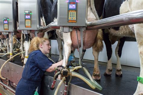 Getting Milk Yield Right