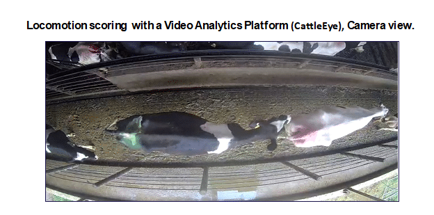 Lameness Project Preliminary Findings