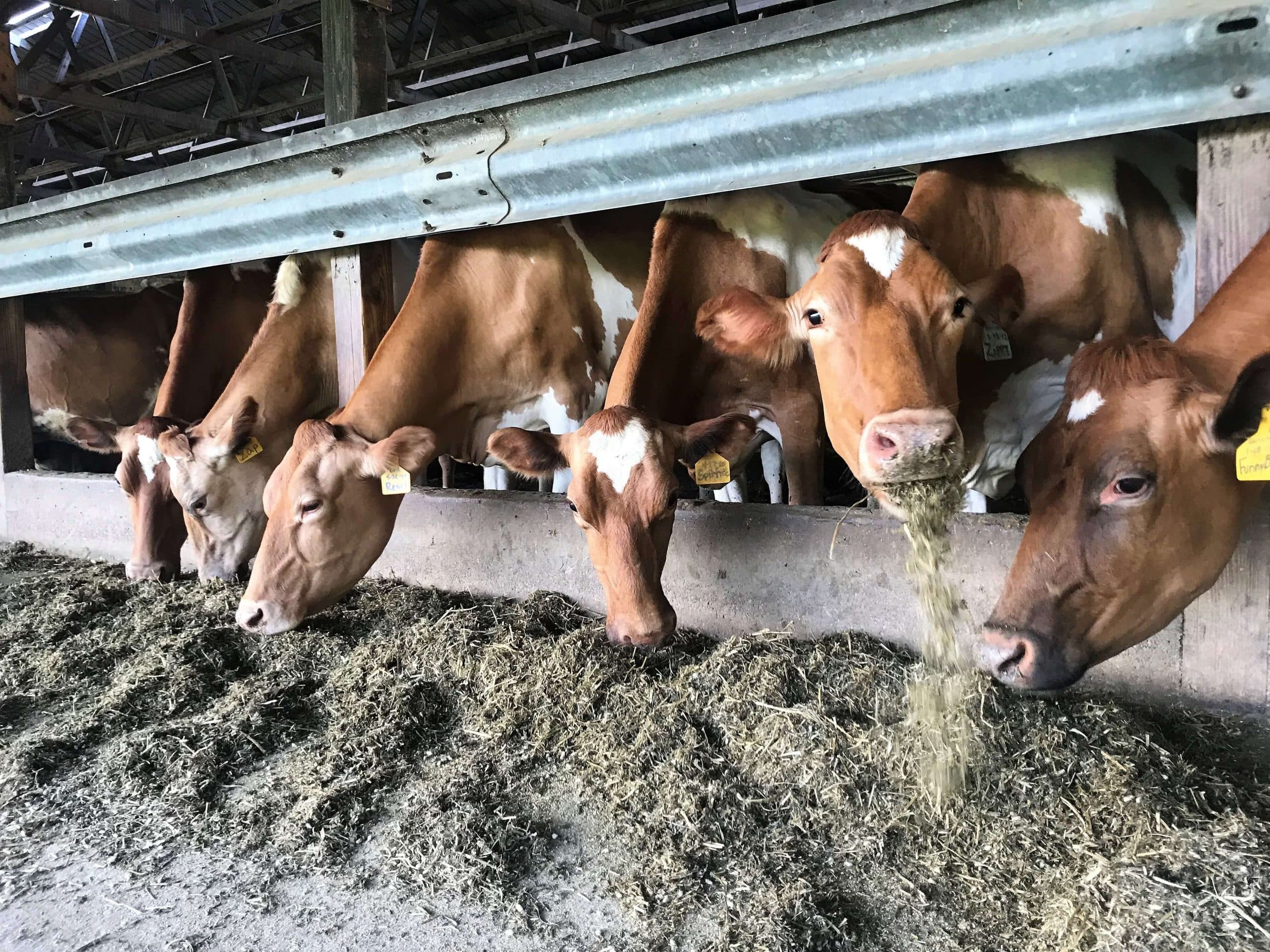 New Collaboration for Dairy Breed Improvement￼