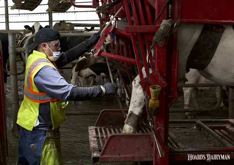 Data that Digs into the Root of Lameness