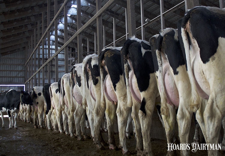 Lameness: It’s Time to Take Action