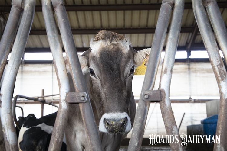 Leverage Genetic Tools to Breed Healthier Cows