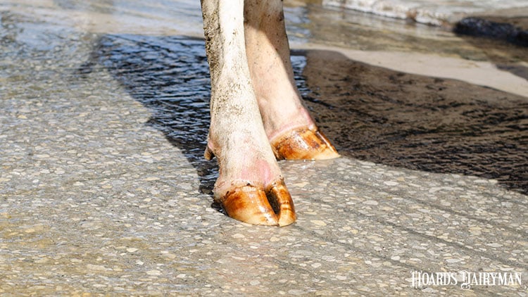 How can genetics reduce lameness?