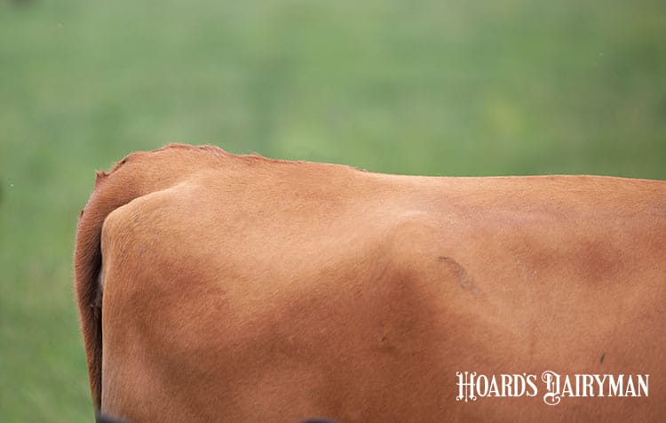 What’s New in April’s Genetic Evaluations