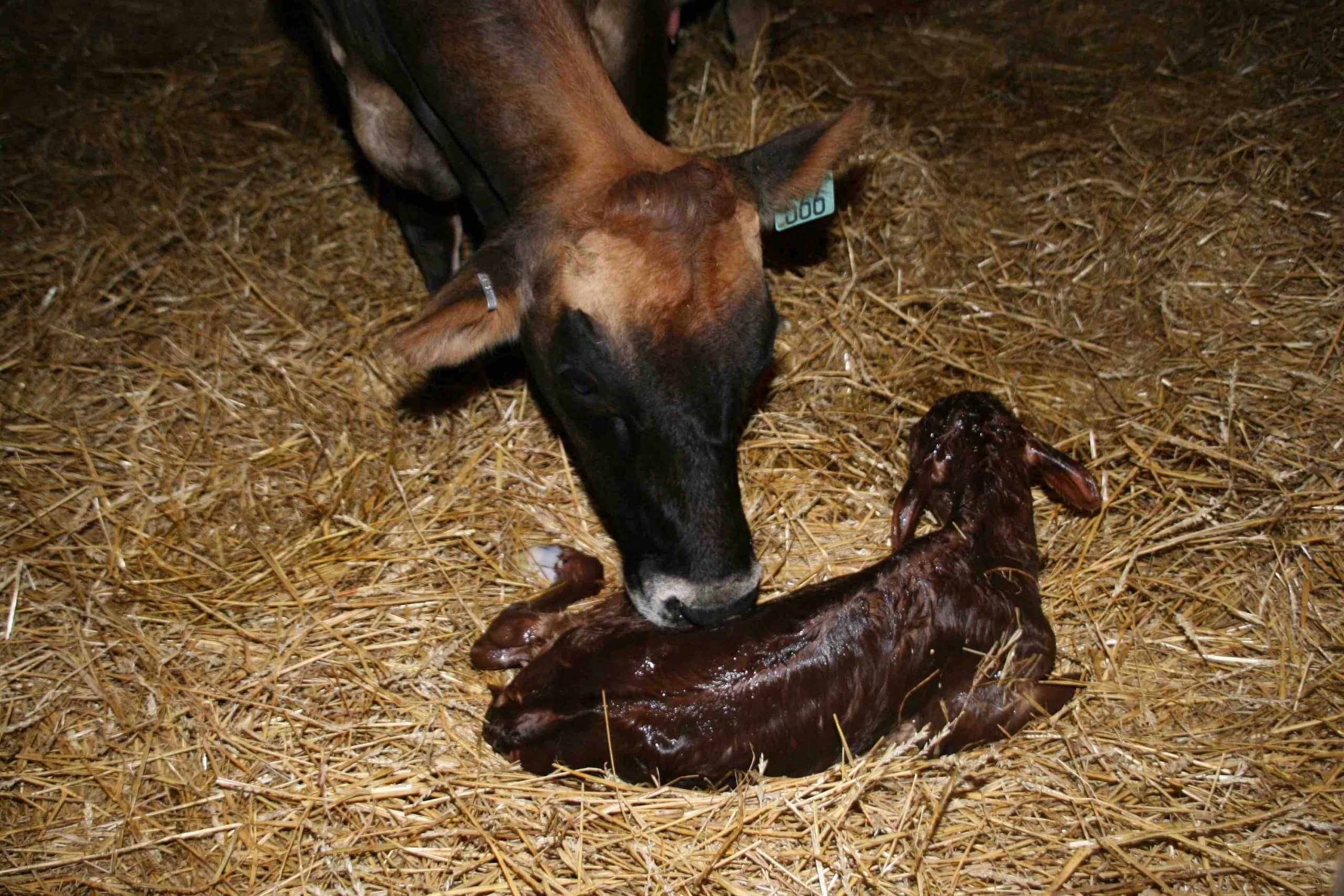 More Breeds Need Genetic Evaluations for Stillbirth
