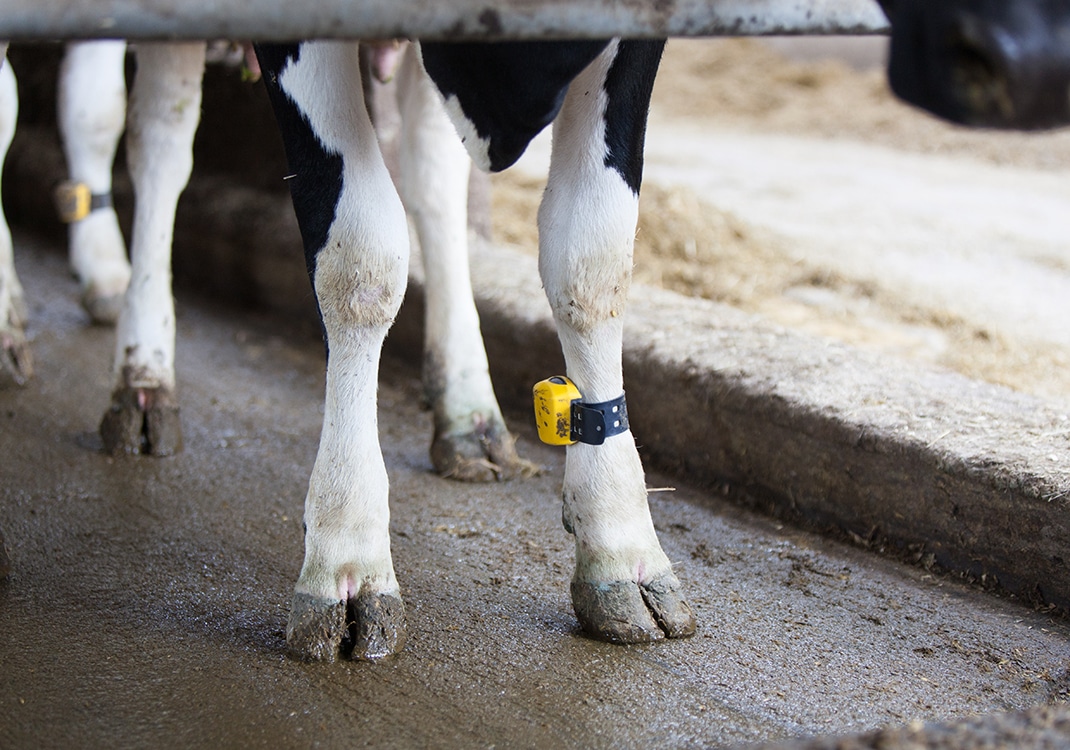 Do Feet &#038; Leg Indices Really Help Improve Mobility and Reduce Lameness?