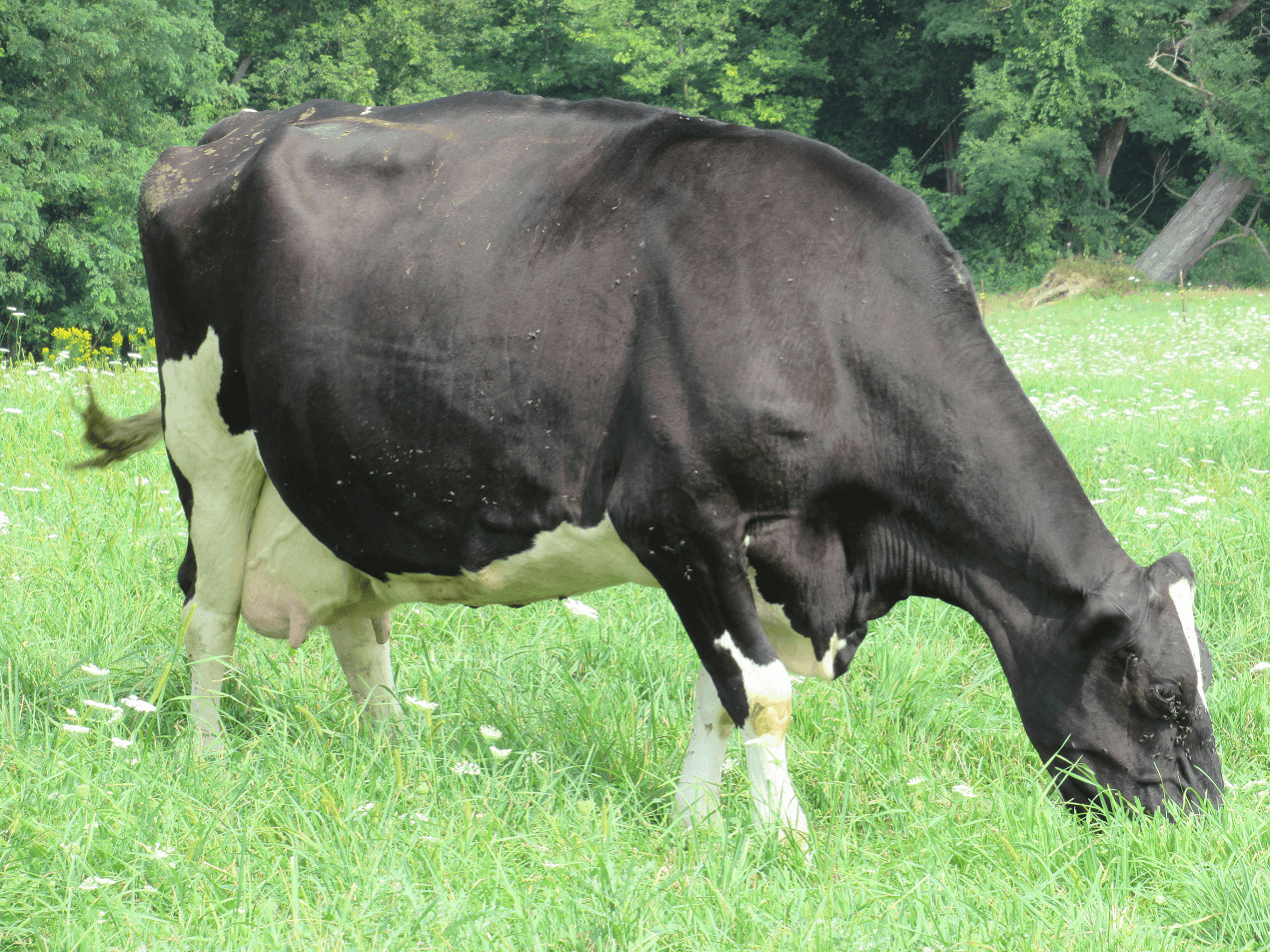 Horn Fly Resistance Observed in Organic Holstein Cattle, Study Finds