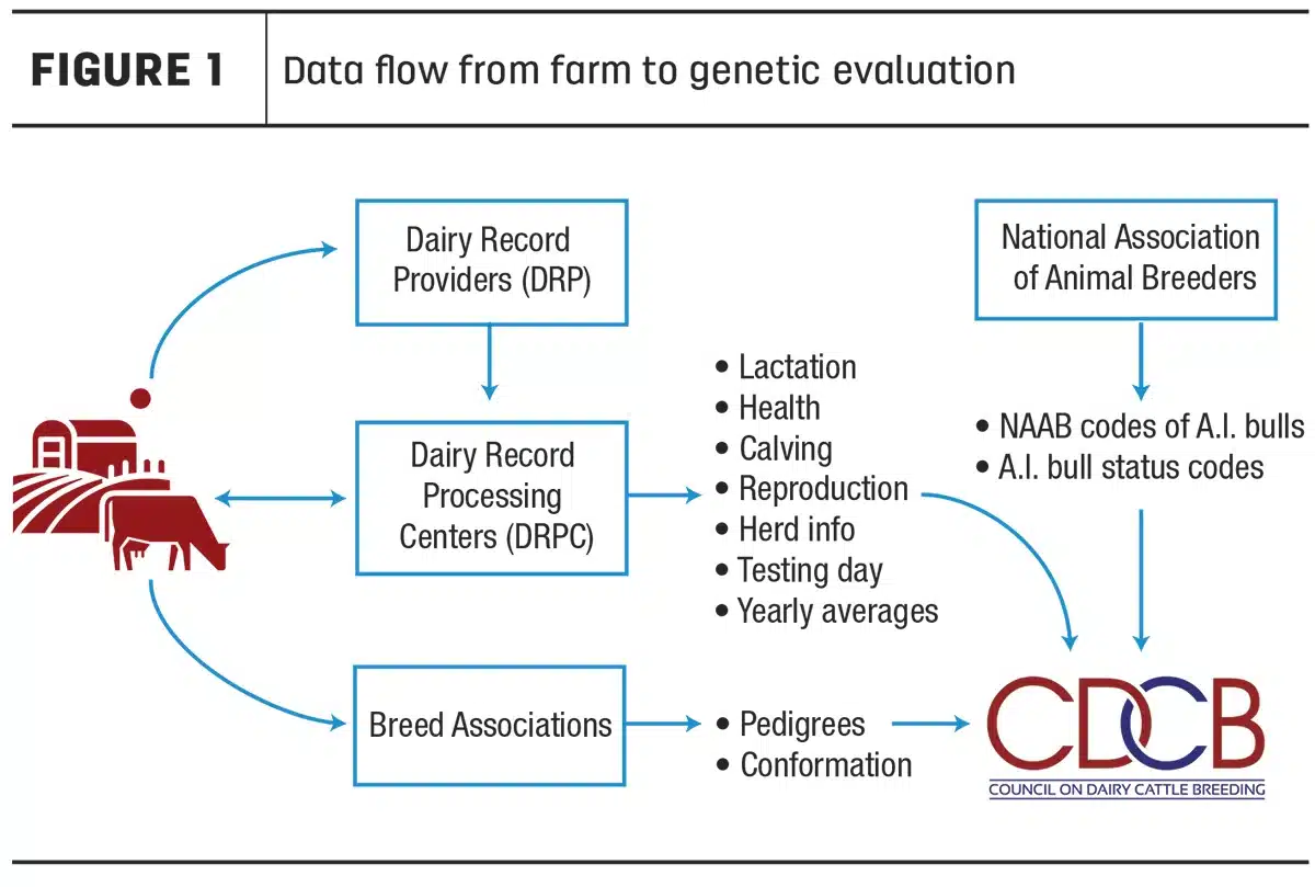 How does a dairy bull get a U.S. genomic evaluation?