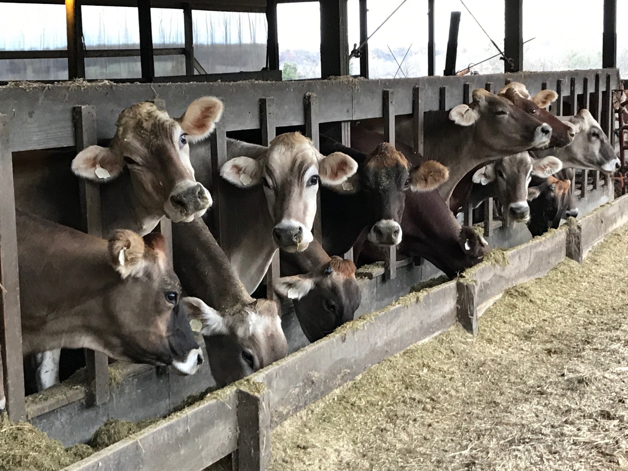 Brown Swiss Fertility Haplotype BH14