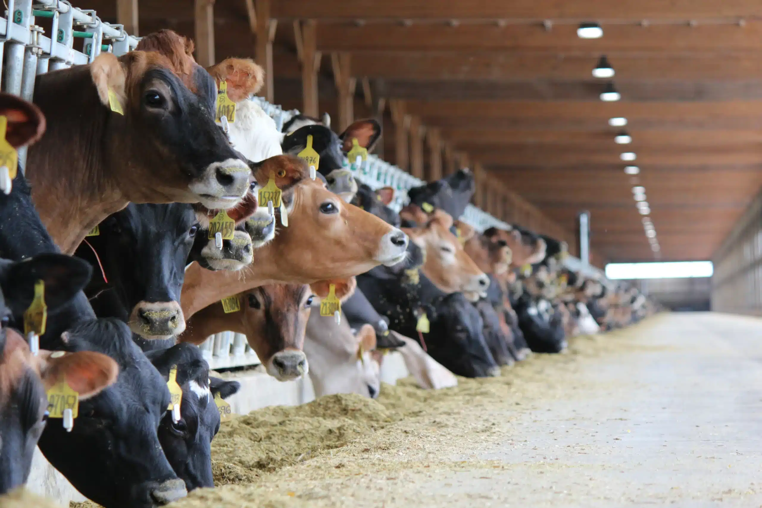 National Dairy Genetic Index Update, Base Change Set for April 2025