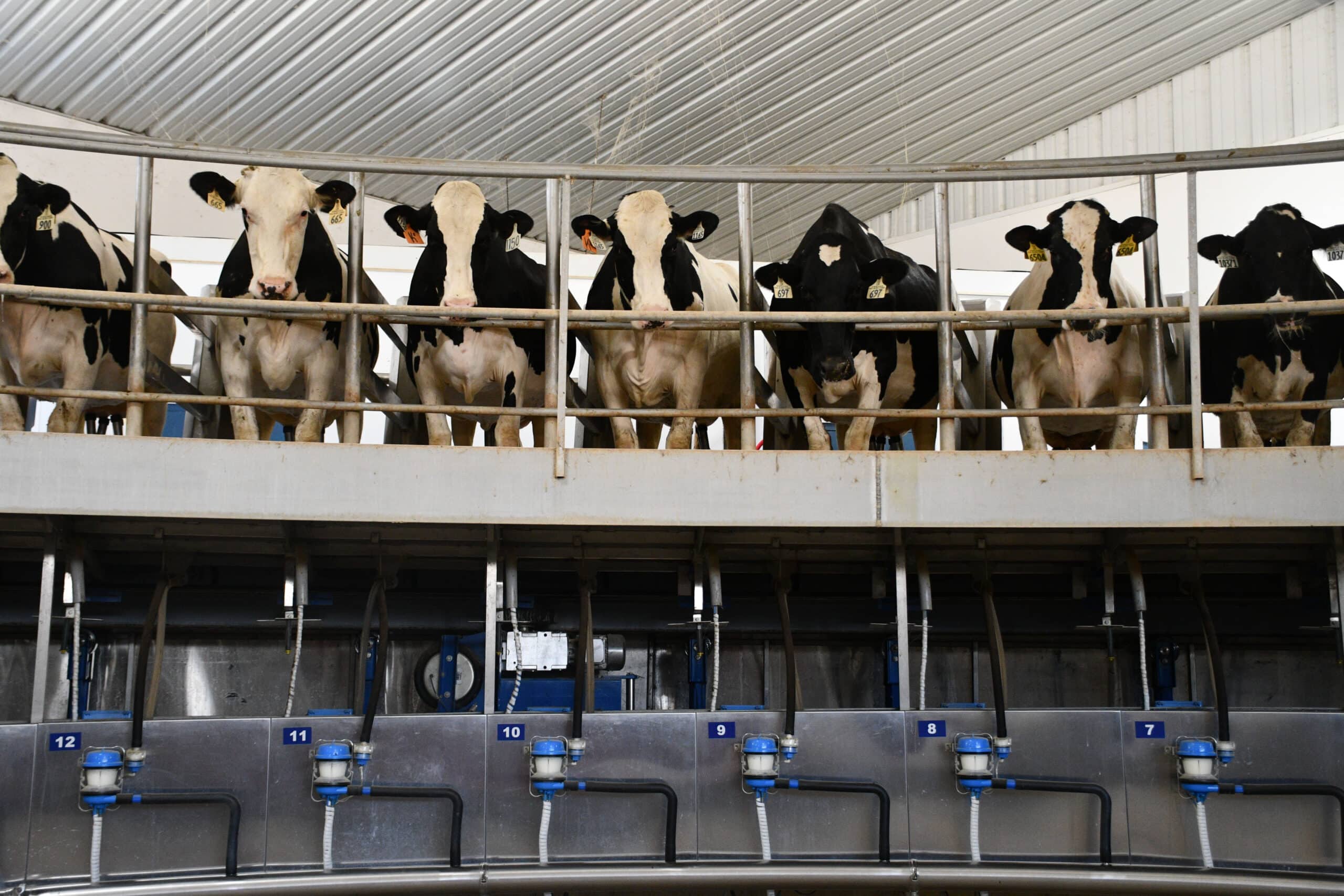 What else can we do with a milk sample?